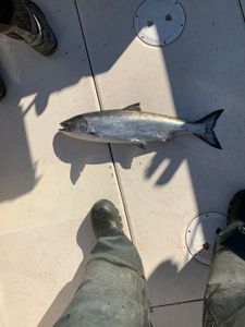 Nanaimo Charter Fishing